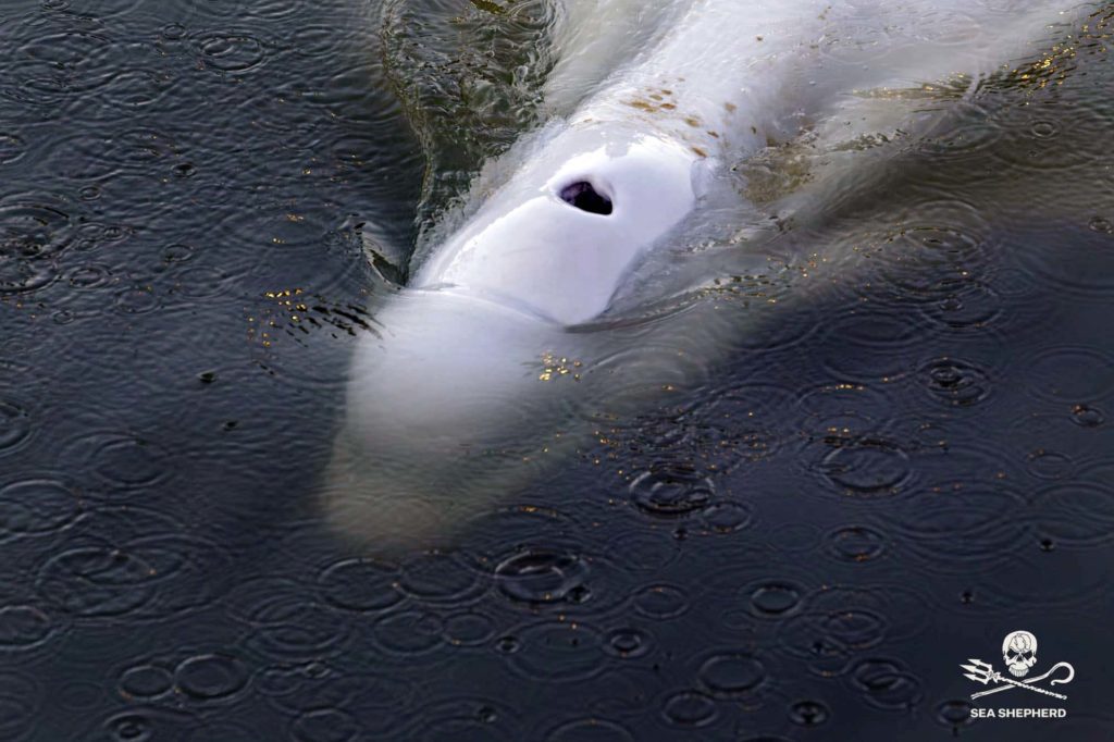 The beluga whale (Sea Shepherd France)