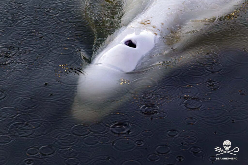 Il-balieni beluga (Sea Shepherd Franza)