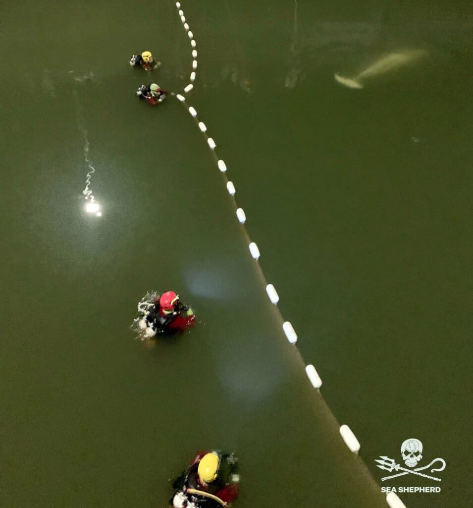 Divers herd the beluga towards the net (Sea Shepherd France)