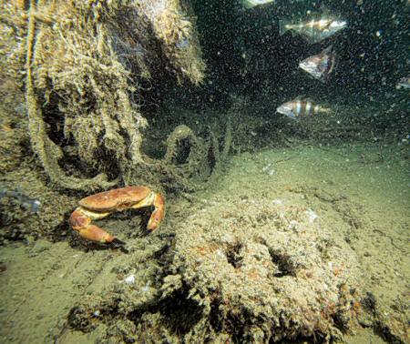 A crab hides below the anchor-winch