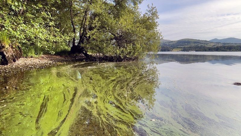 Prolifération d'algues dans la région des Lacs