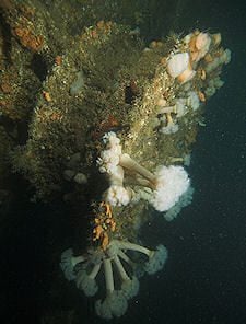 Anchor capstan