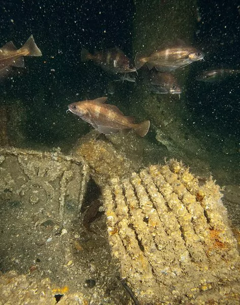 Anti-aircraft ammunition stacked in the forecastle