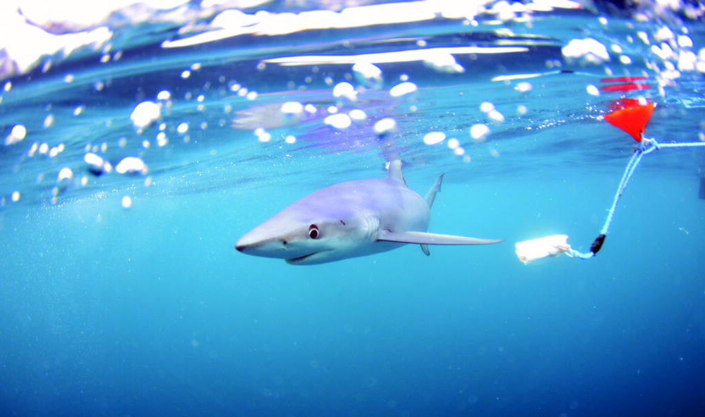 Blue Sharks Cornwall de Jeremy Cuff septembrie 2017_ (13)