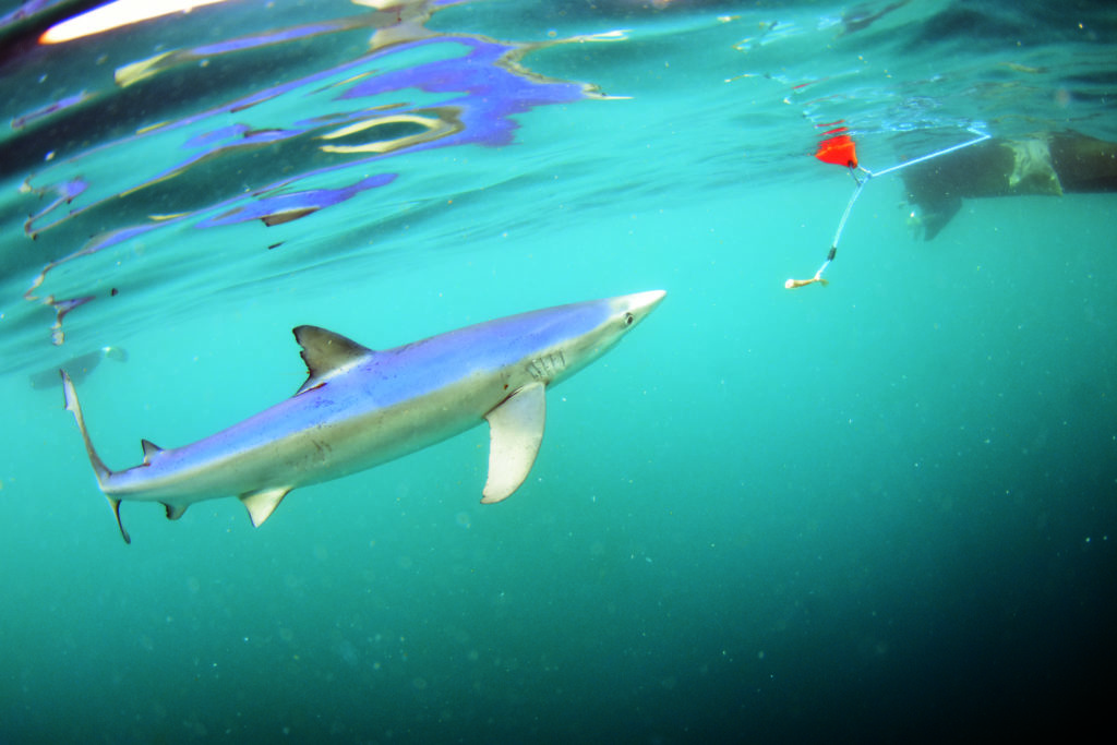 Above 18m – Blue Shark encounters