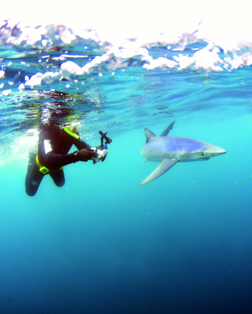 Diver catching the beauty of a blue shark
