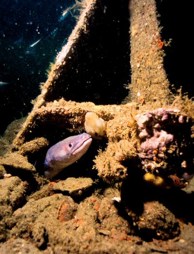 Conger eel among debris at the bow