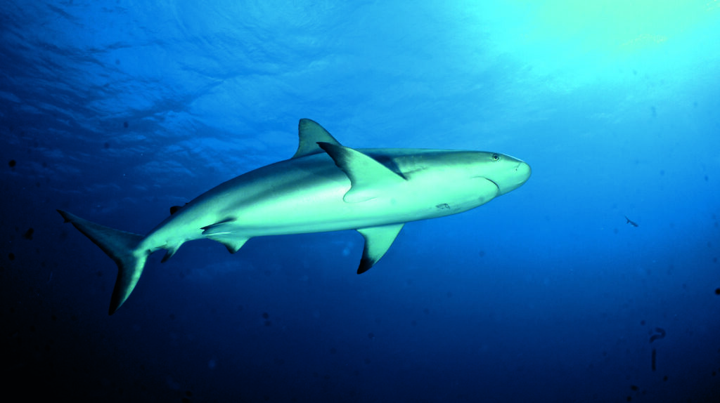 Shark Diving på Bahamas