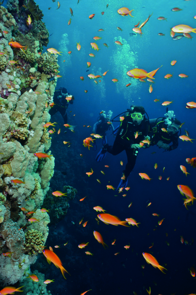 Caption: Trail of diver and passing school of fish