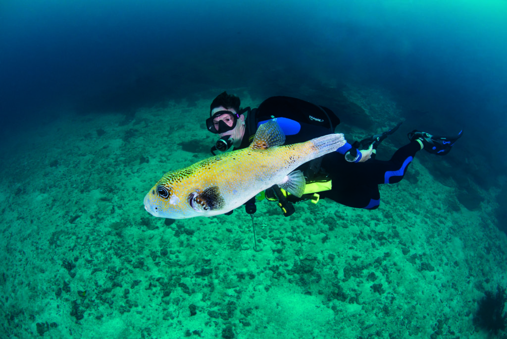 Diver with coral grouper