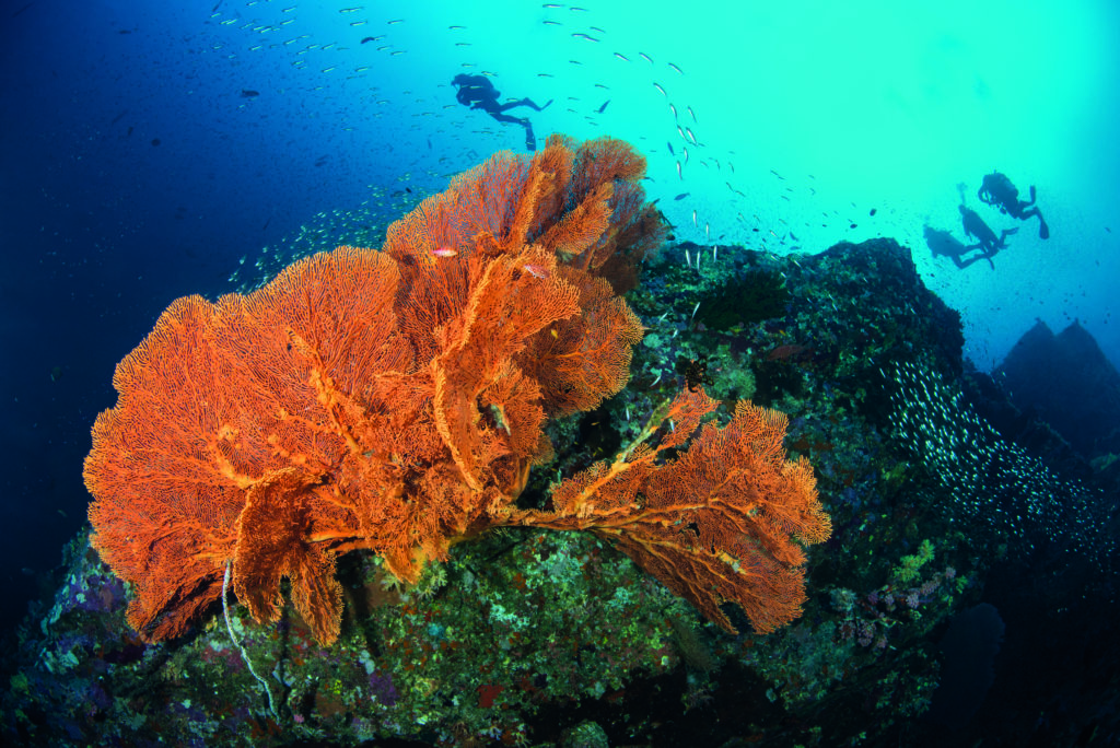 The reefs and coral beds
