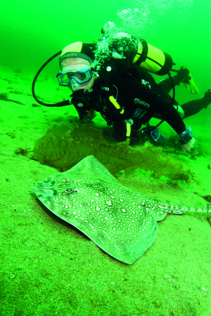 Diving with Thornback Rays in Cornwall’s Helford River Estuary 2 Caption: Exploring the magnificence of the flatfish
