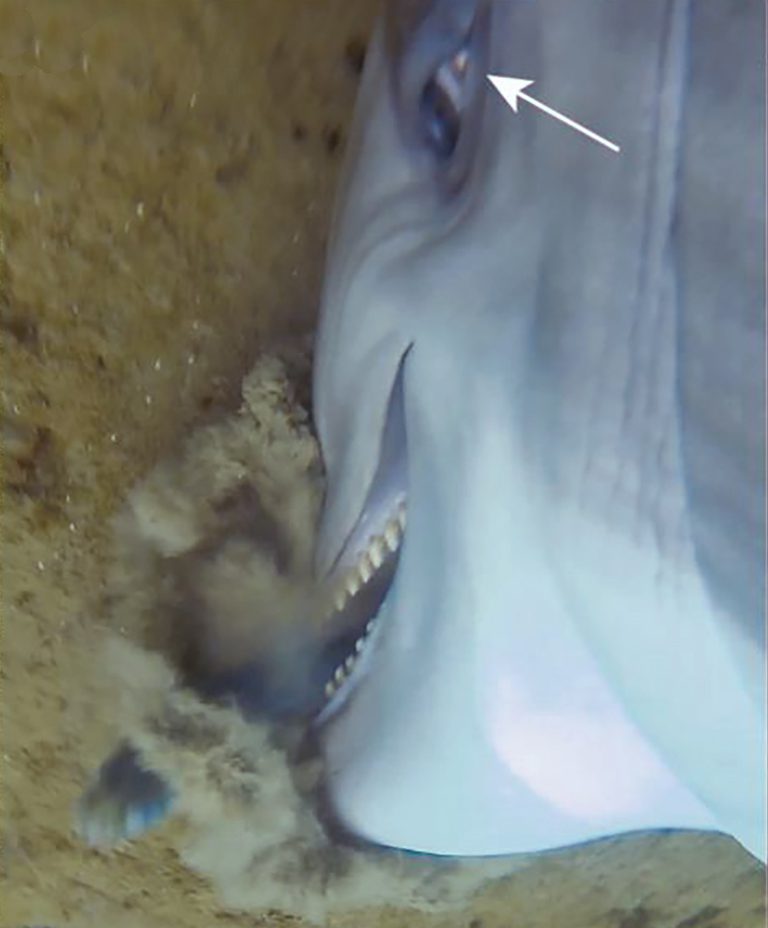 Dolphin drilling into the seabed to seize a fish, its eye rotated towards its prey (NMMF)