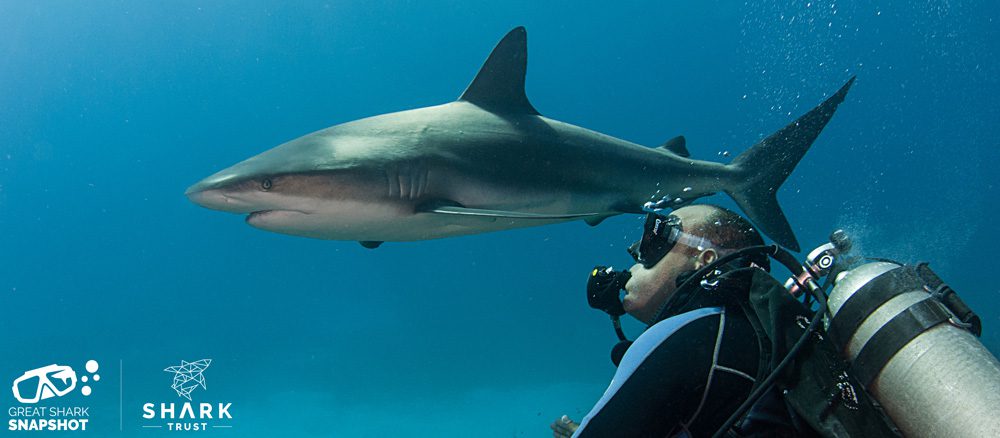 Πανό Great Shark Snapshot