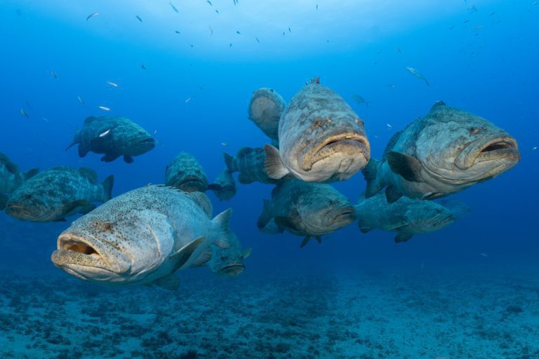 Large cluster of Goliath Groupers on the Zion Train/Bonaire Jupiter Wreck Trek, one of three of spawning aggregation sites Jupiter, Florida during the months of Aug and Sept.