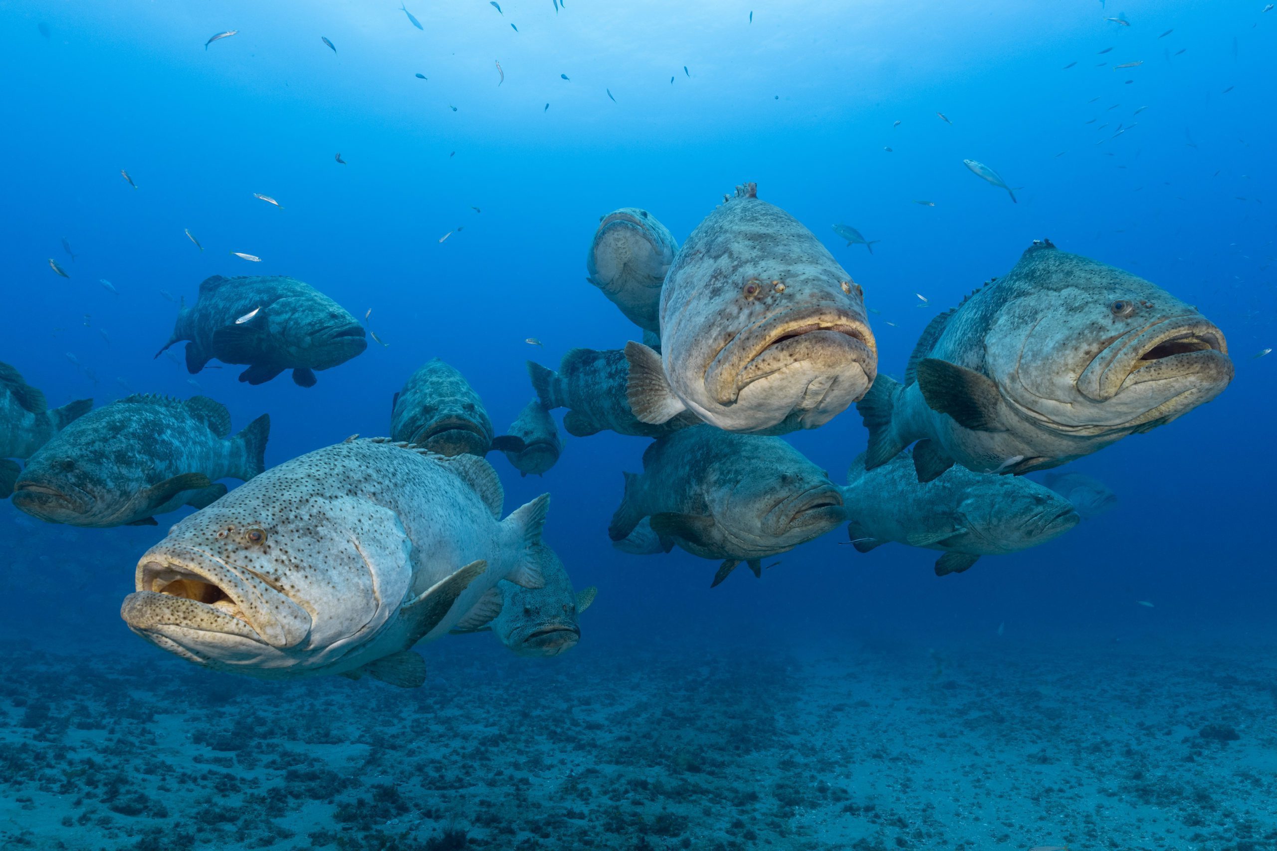 Dive the Goliath grouper hotspots
