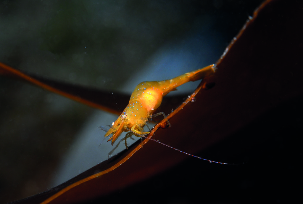 Harlequin shrimp Hippolyte varians