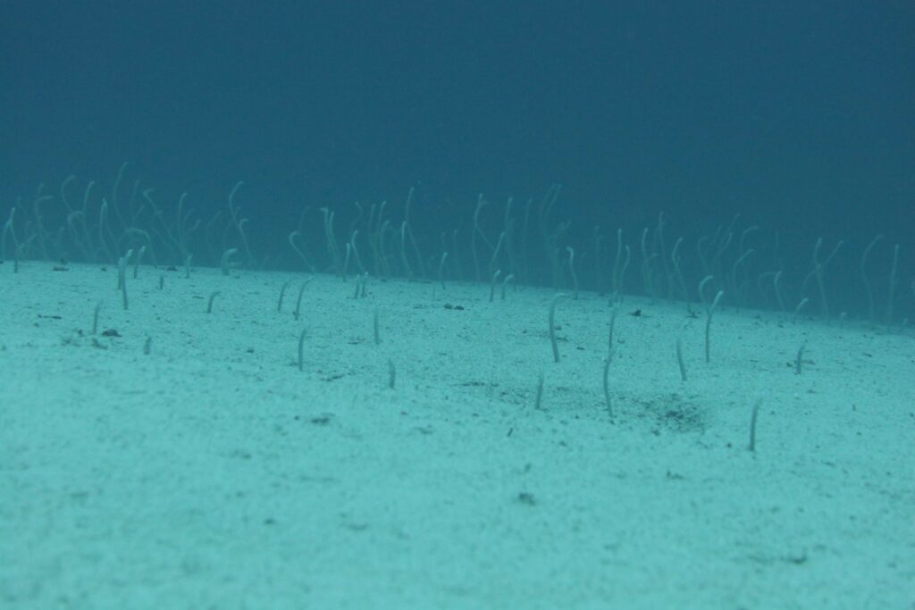 Nagtatampok ang Nilalang ng Raja Ampat ng Garden Eels