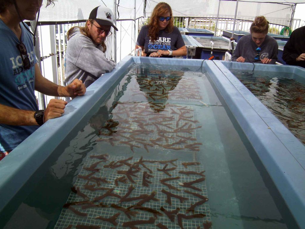 Inspecting corals in the nursery