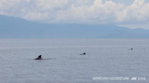 Raja Ampat Creature Feature Dolphins