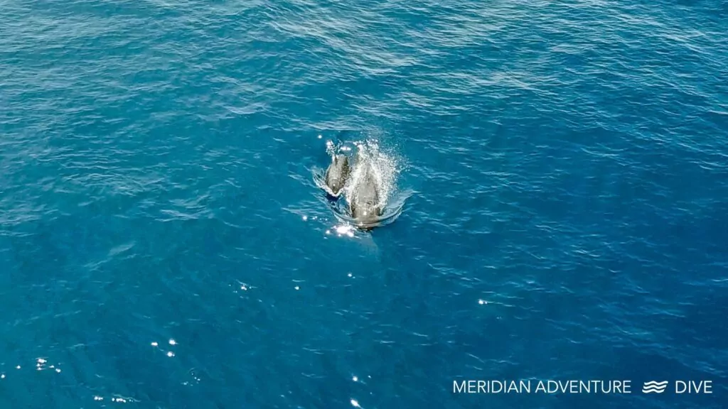 Το πλάσμα Raja Ampat διαθέτει δελφίνια