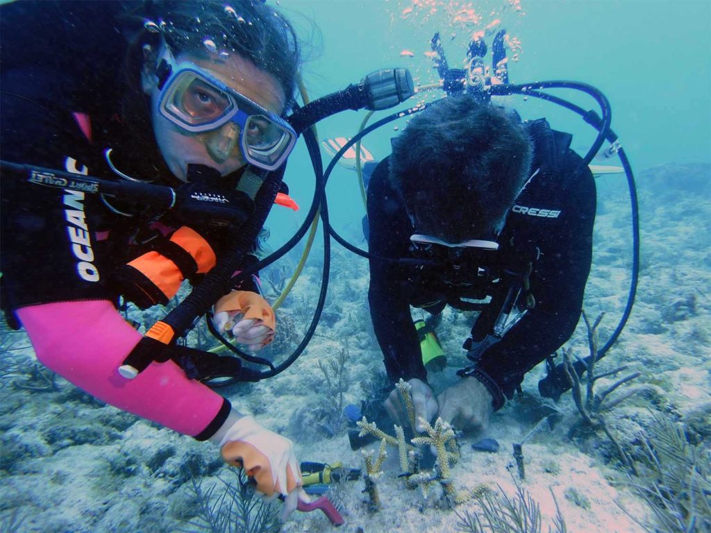 Divers monitor transplanted coral growth at the Rocky Top site
