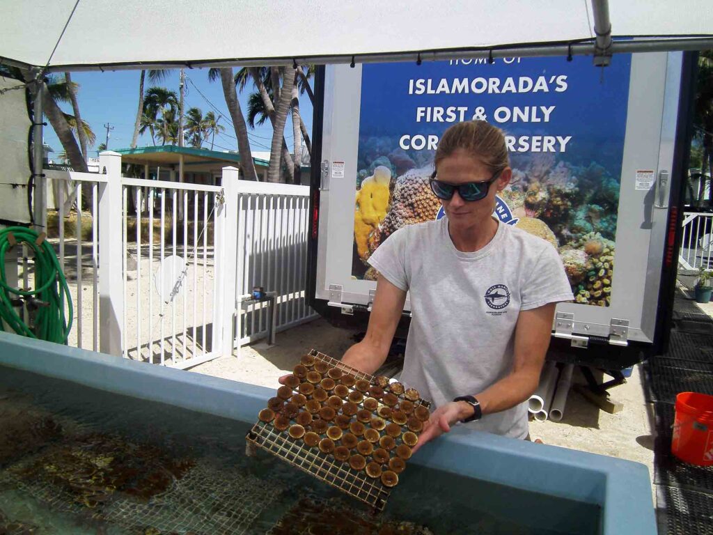 Cultivo de coral cérebro no Mote Marine Lab em Islamorada