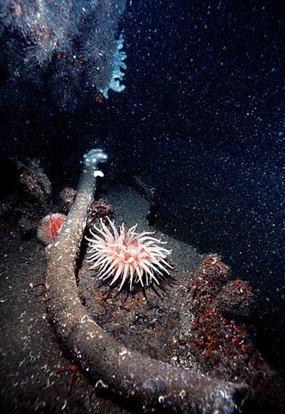 Monster anemone sheltered beneath the winches