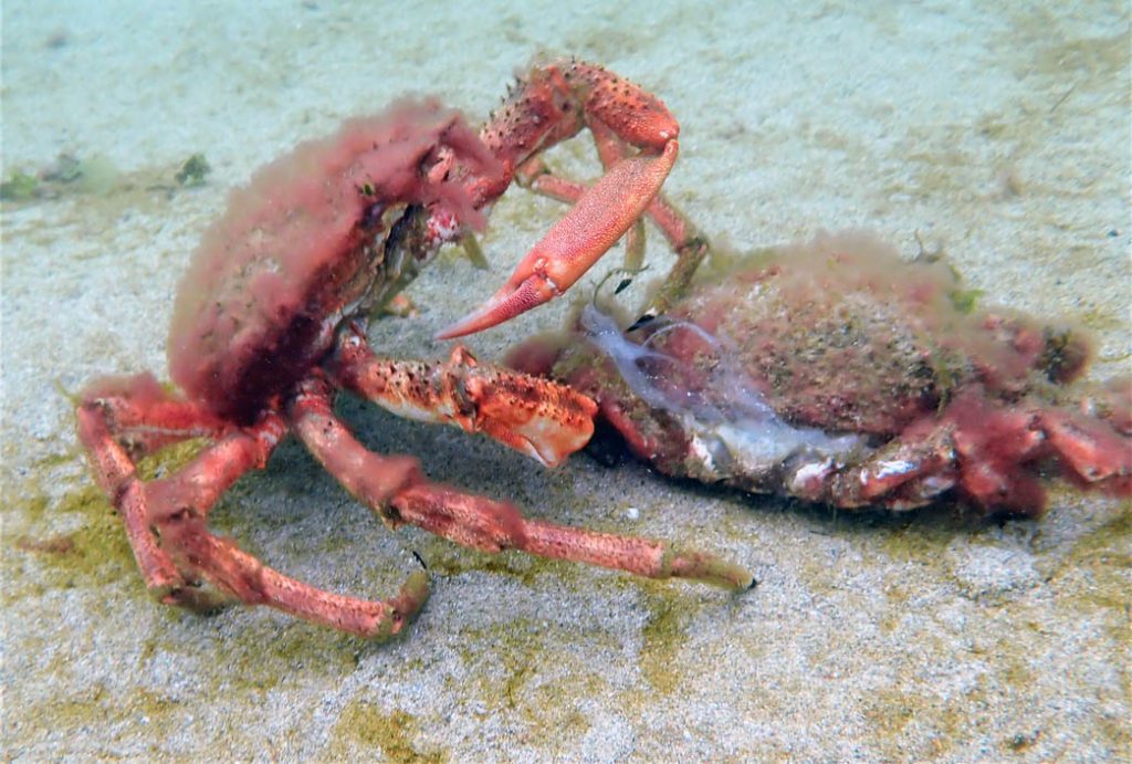 Moulted spider crab