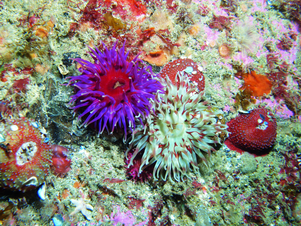 Photographs by Mark Evans and Porthkerris Dive Centre