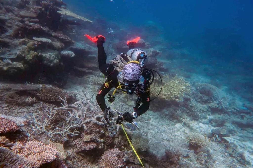 Enquête sur les coraux dans le sud de la GBR