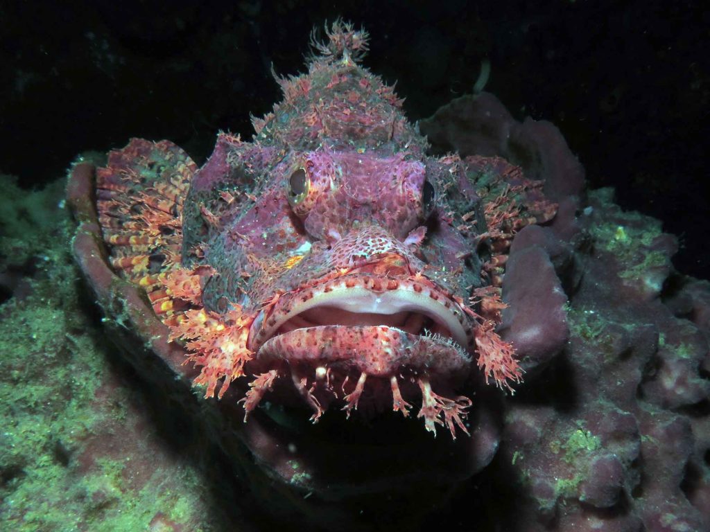 Booking Now Scorpionfish