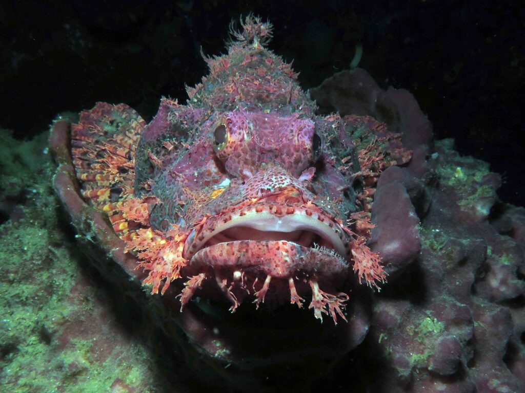 Κάντε κράτηση τώρα Scorpionfish