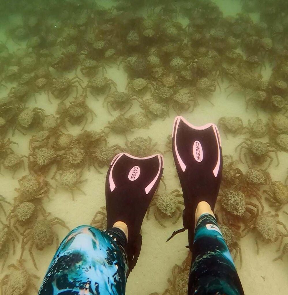 Snorkelinimas virš šimtų vorinių krabų Katie Maggs kopijos kreditas