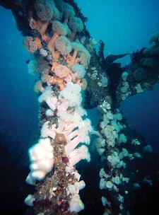 The skeleton of the bow rests on its starboard side, standing well clear of the seabed and covered in anemones.