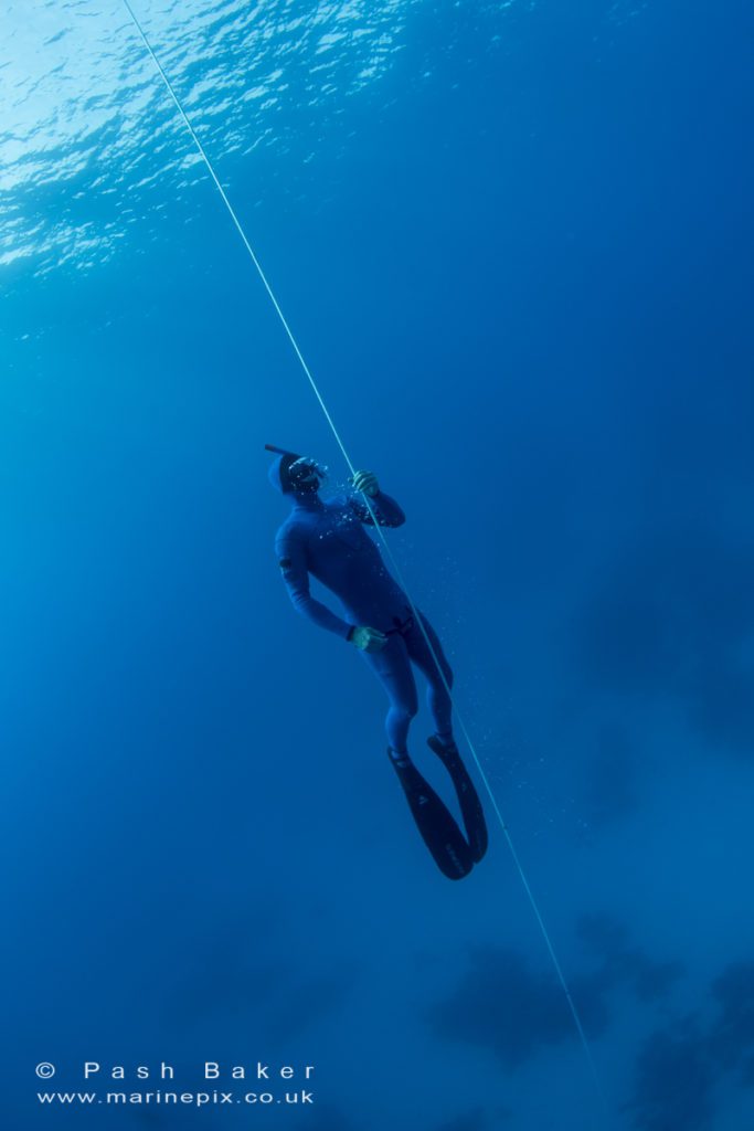 Freedive with professionals