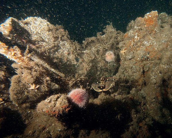 lobster on a section of bow fallen forward