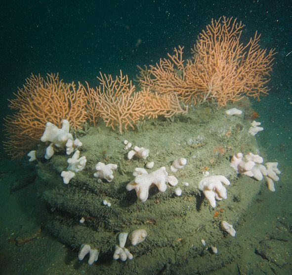 pink sea fans and gorgonia on mooring cable