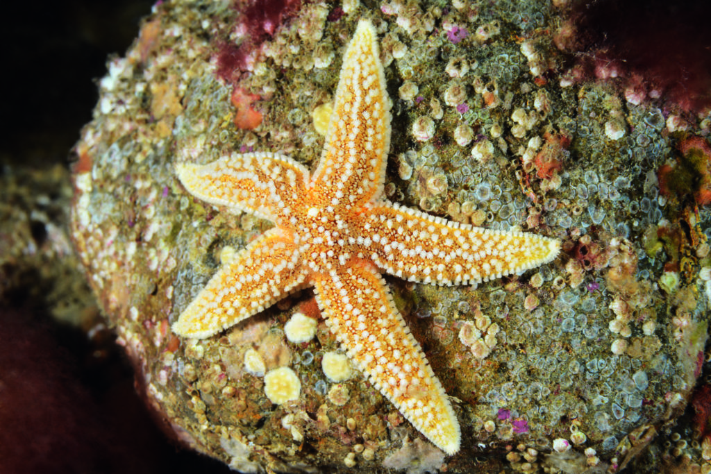 Close-up view of a starfish