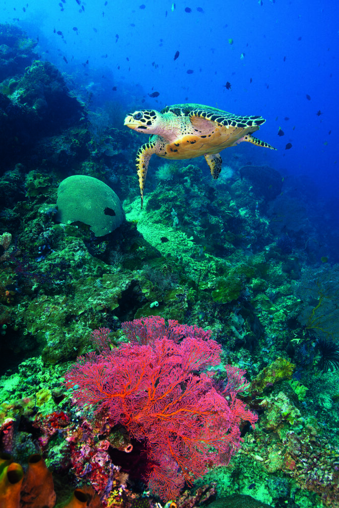 Green Sea turtle