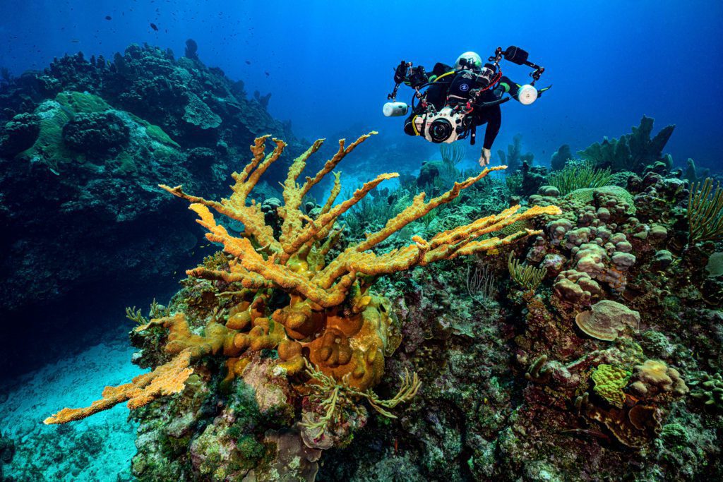 Diving at the Reef