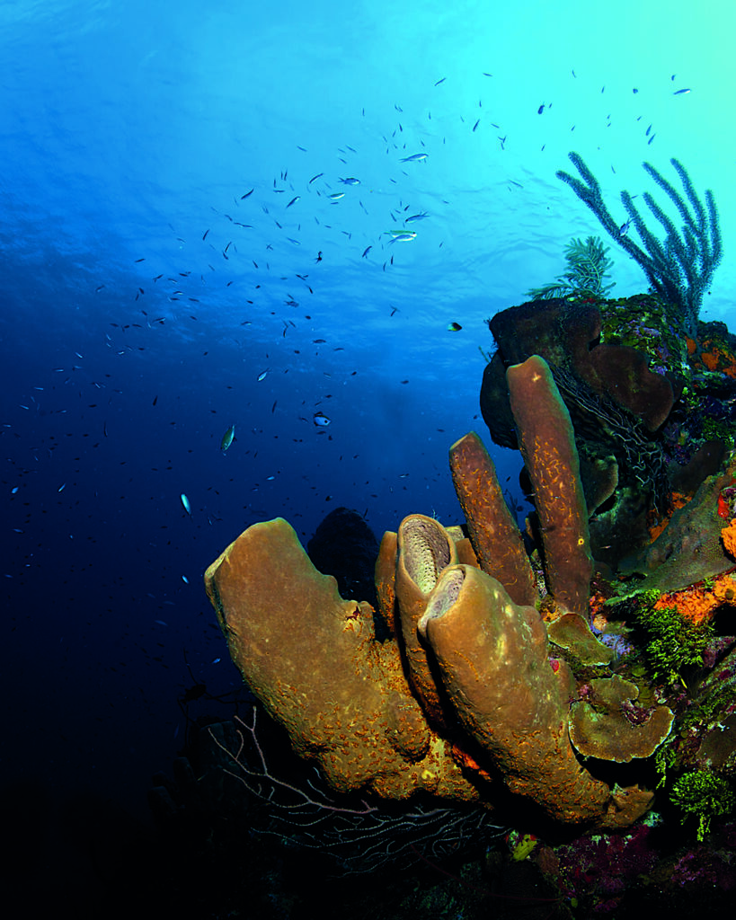 Ύφαλος Babylon, Grand Cayman