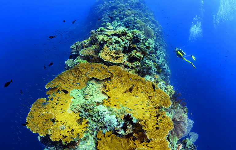Diving at Wakatobi