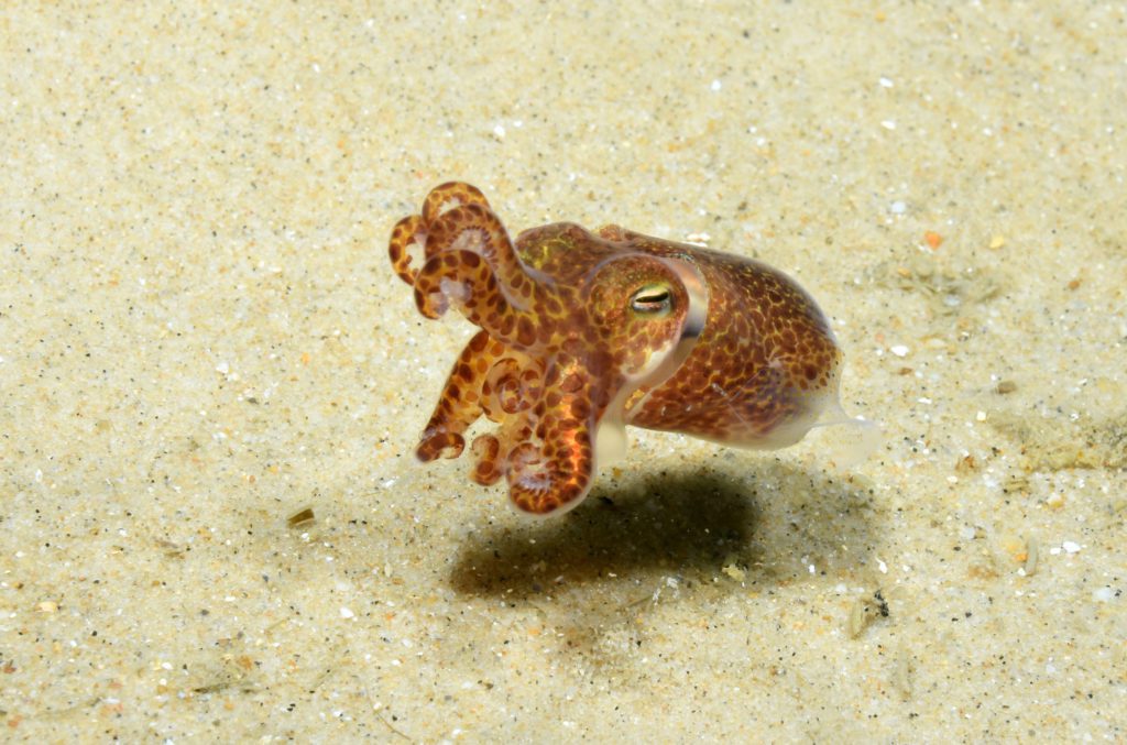 Catching the glimpse of Cuttlefish