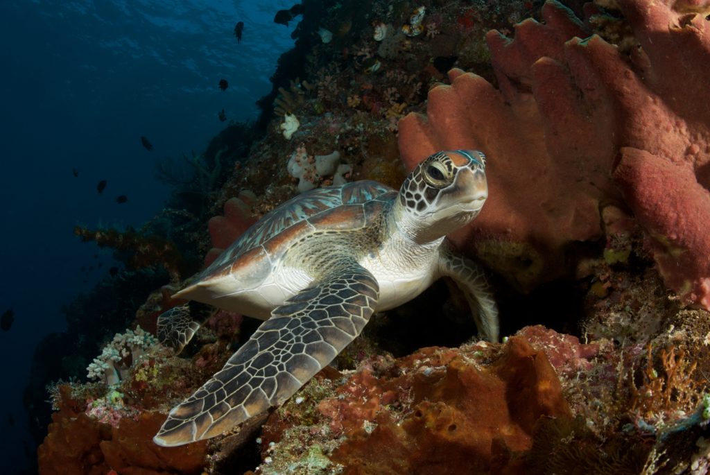 Sea turtle (Hergen Spalink)