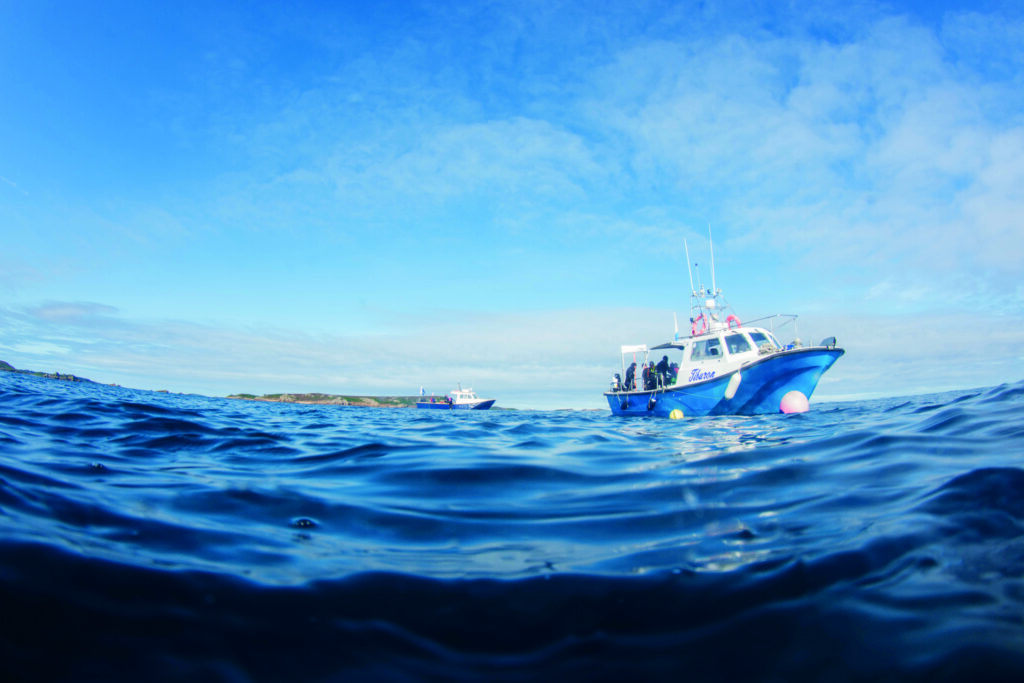 Diving the Isles of Scilly: Wrecks, Reefs, and Seal Encounters 8 Photographs by Roisin Maddison