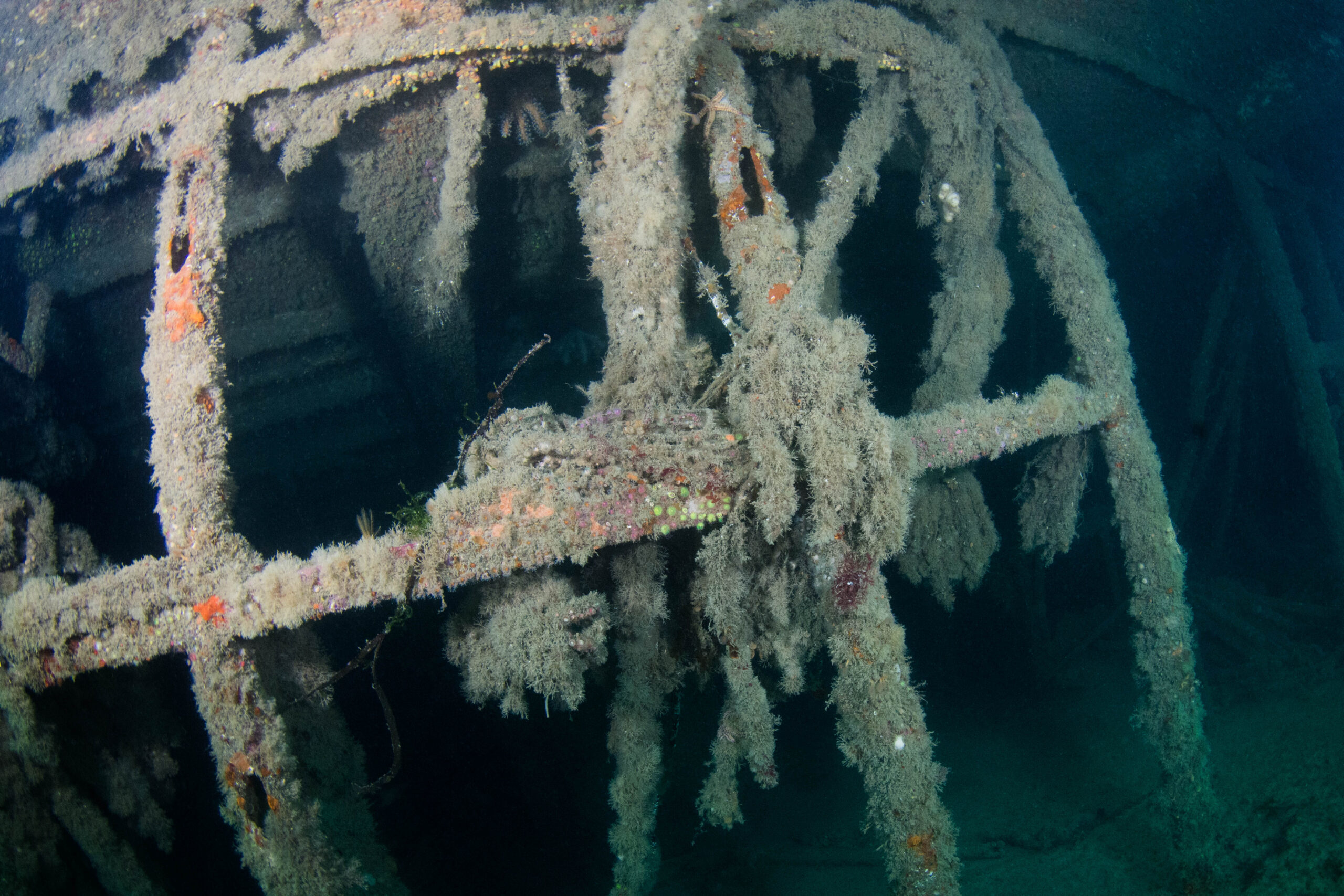 Diving the Isles of Scilly: Wrecks, Reefs, and Seal Encounters 3 Northern Underwater Photography Group