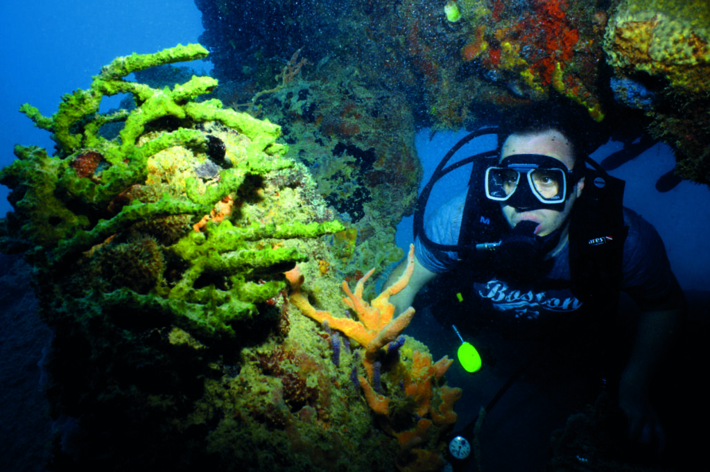 Barbados Diving Guide: SS Stavronikita & Carlisle Bay Wreck Trail with Mark Evans 6 Photographs by Mark Evans