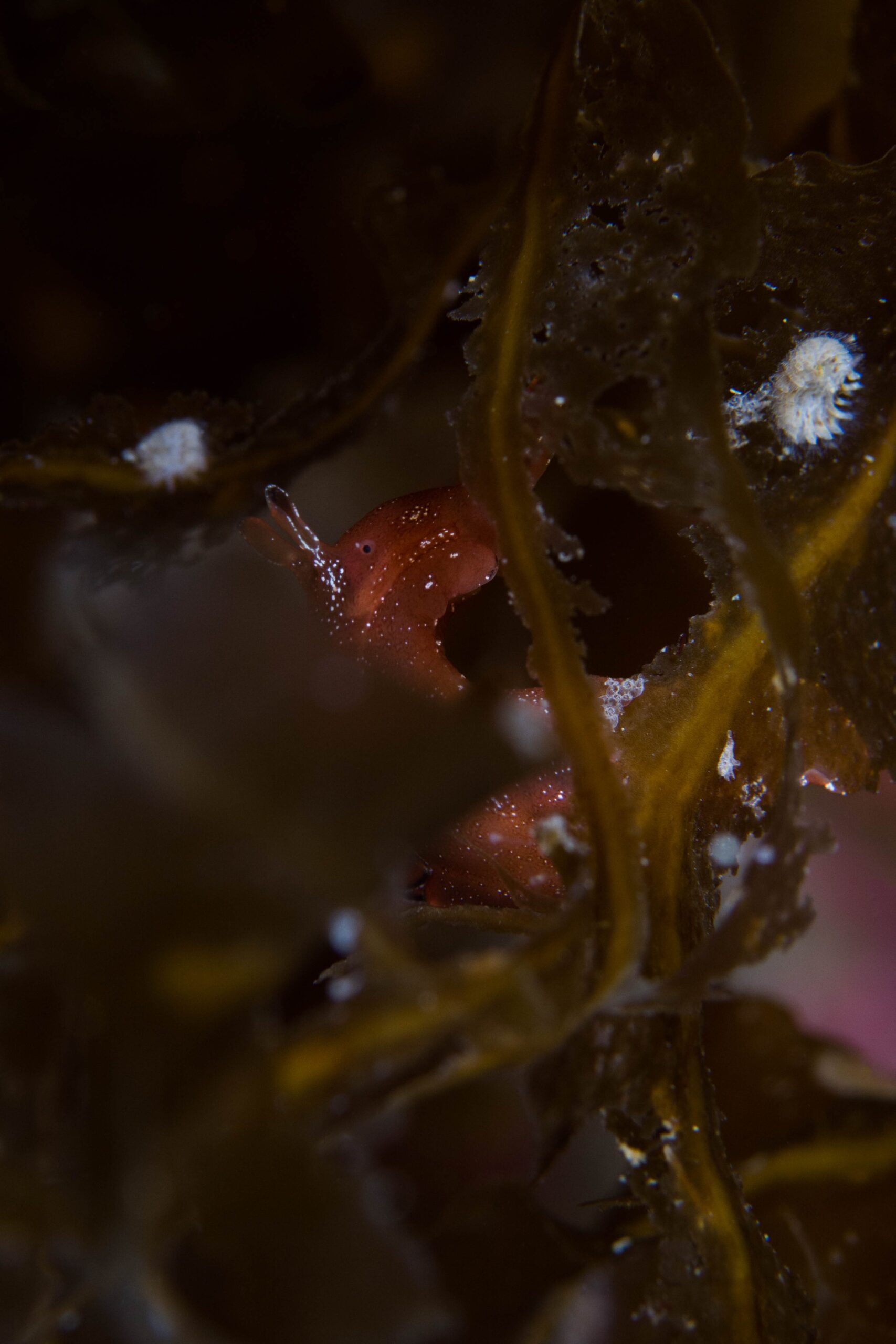 Diving the Isles of Scilly: Wrecks, Reefs, and Seal Encounters 4 Northern Underwater Photography Group