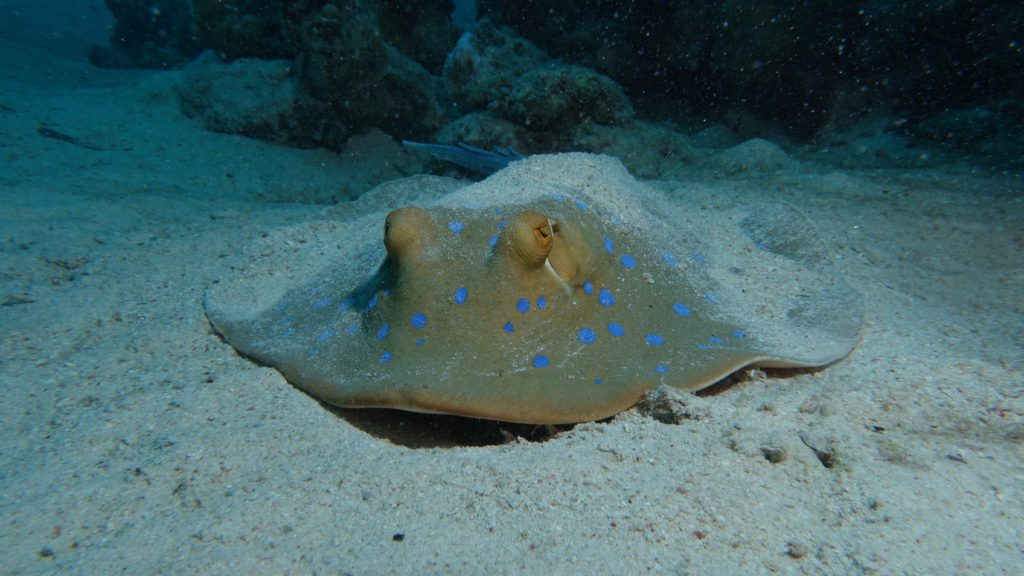 Blue-spotted ray